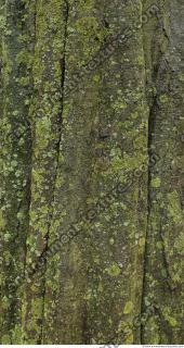 tree bark 0004